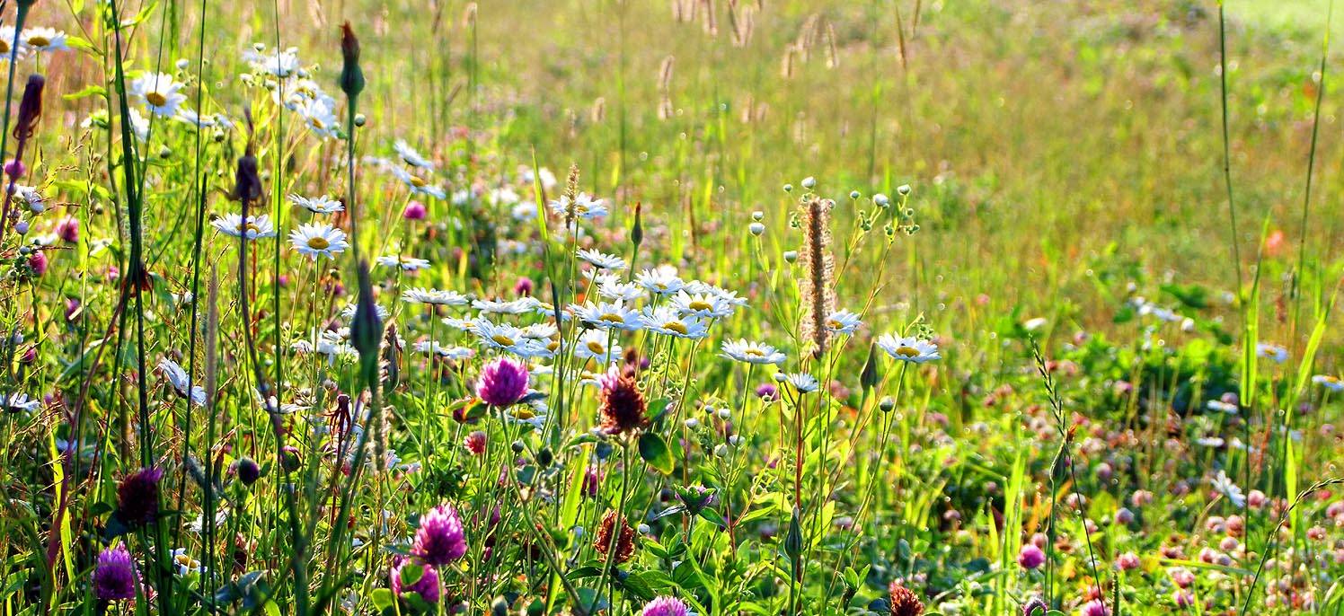 discover fields of wild maine wildflowers