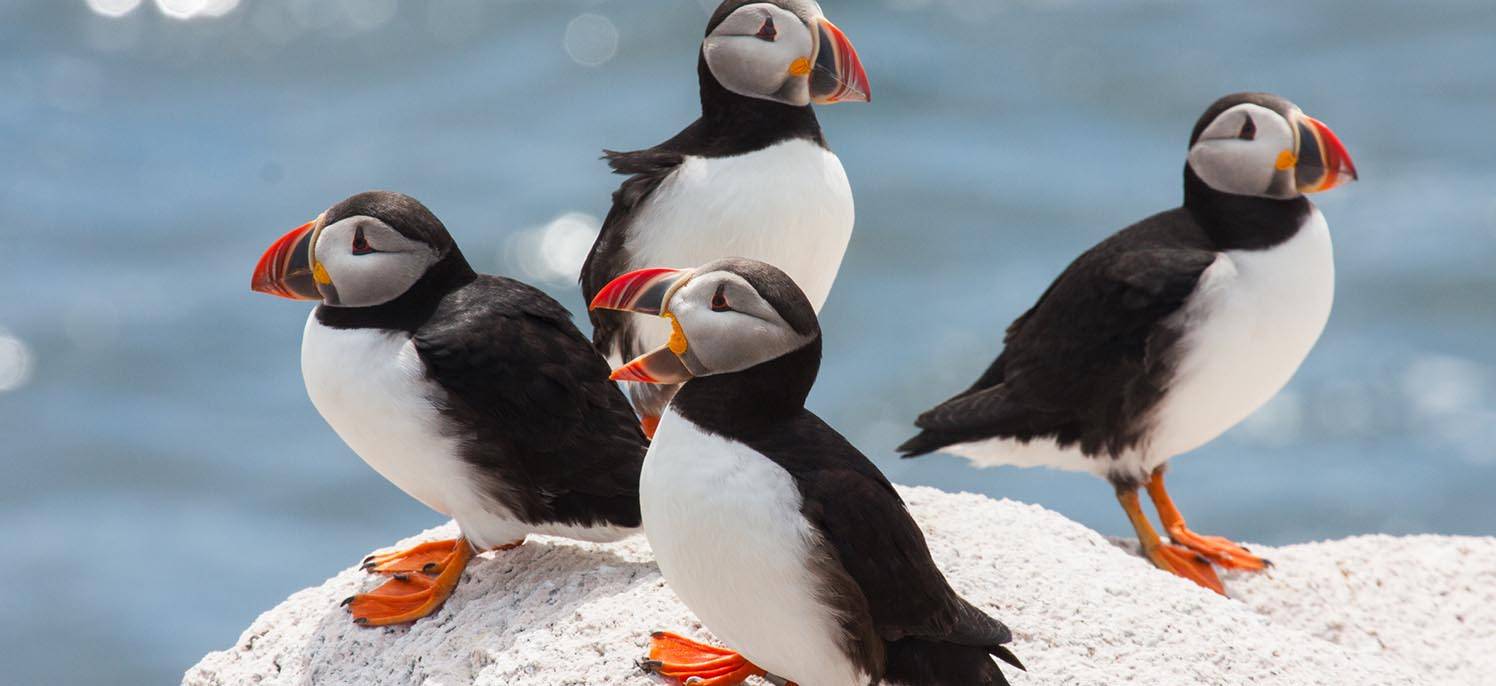 meet our local maine puffins