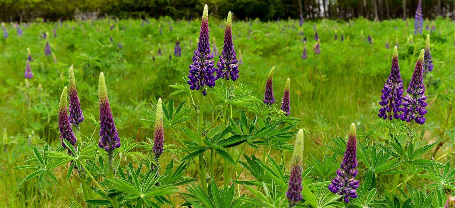 native lupines are everywhere